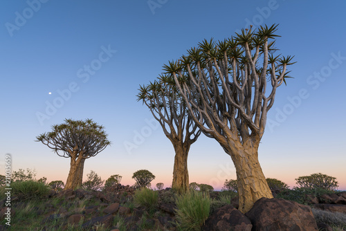 Quiver Tree Forest Twilight