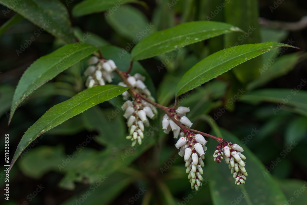 Dog-hobble shrub close-up Dog-hobble shrub close-up