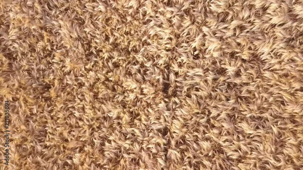 golden wheat field golden wheat field