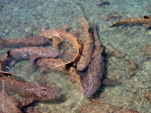 Feeding Time at the Fishermen's Dock