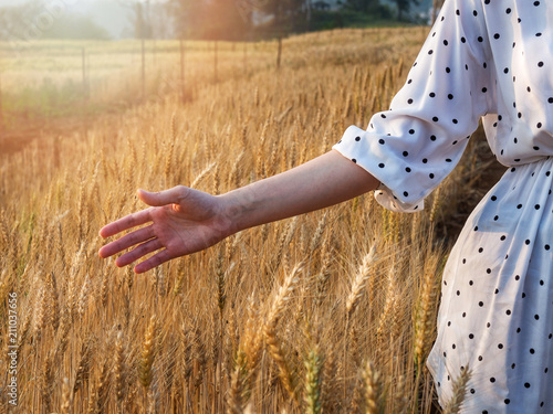 Woman hand caressing some ears of barley at sunset time, Harvest time yellow rice field in Thailand.