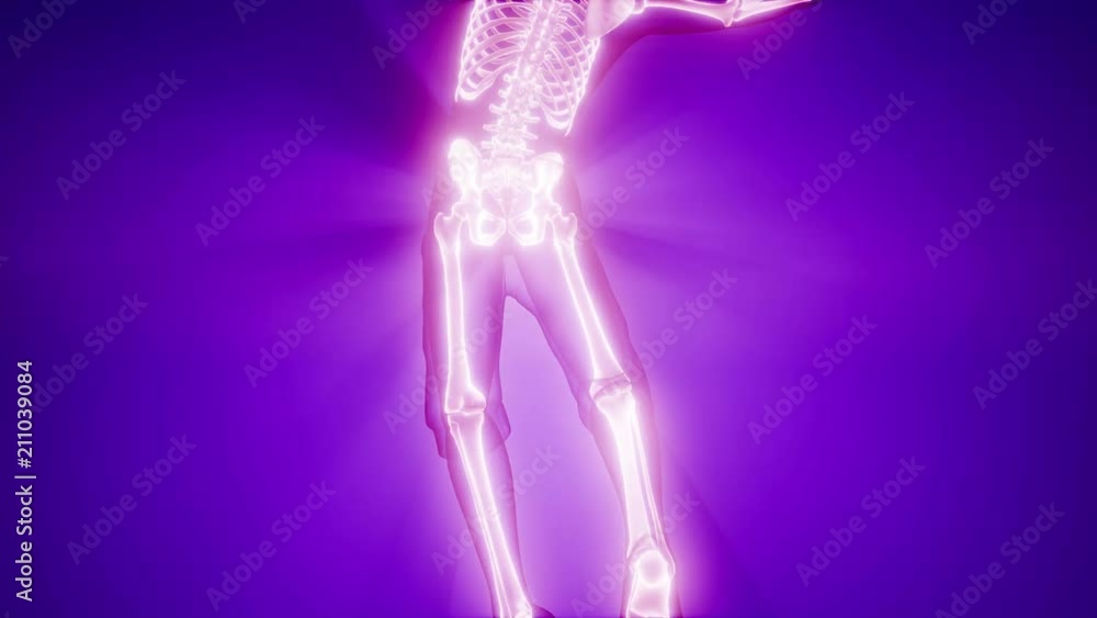 human skeleton radiography medical scan human skeleton radiography medical scan