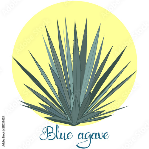Tequila agave or blue agave vector illustration