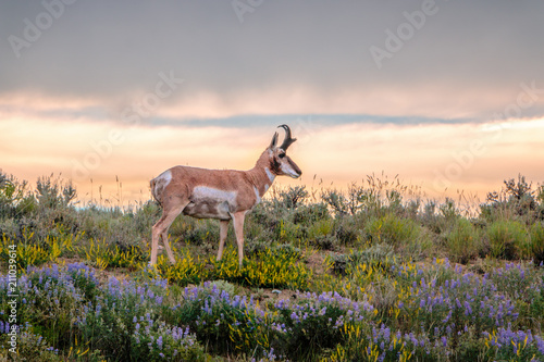 Buck Pronghorn Antelope with sagebrush and Wyoming wildflowers. photo