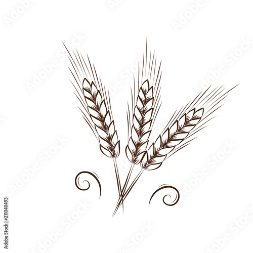 Vector wheat heads outline illustration
