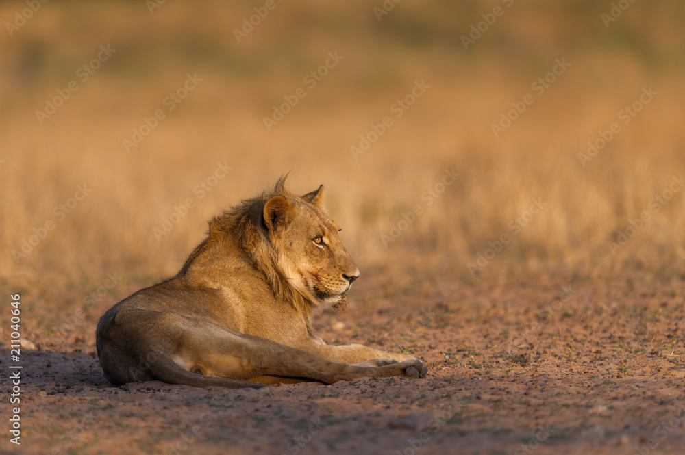 Young Male Lion