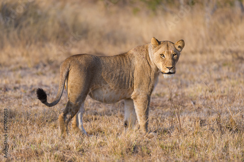 Young Female Lion