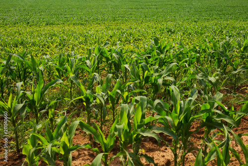 Agriculture field with green corn