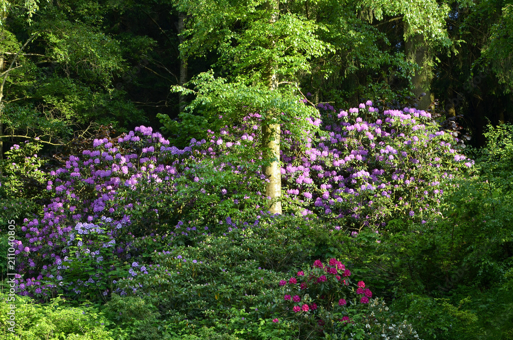 Obraz premium Rhododendronblüte im Kurpark in Braunlage, Harz