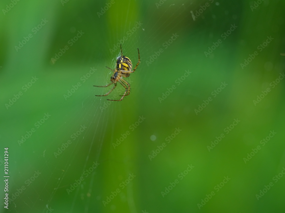 Black and yellow spider waiting on the web Black and yellow spider waiting on the web