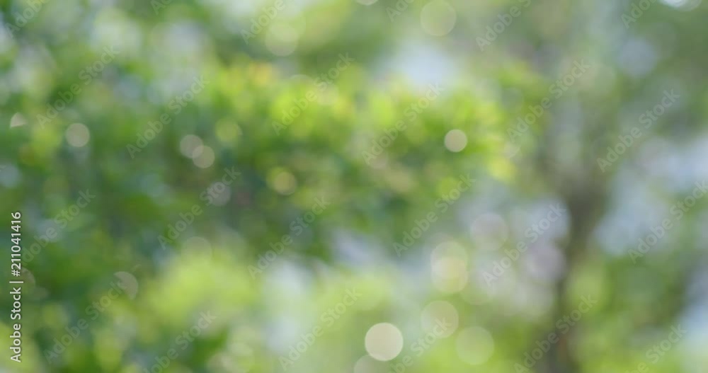 Blur view of green plant and sun flare Blur view of green plant and sun flare