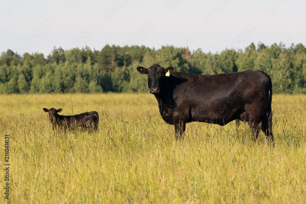 Cow breed Black Angus (Aberdeen Angus) on free pasture on a green meadow with a calf. Cow breed Black Angus (Aberdeen Angus) on free pasture on a green meadow with a calf.