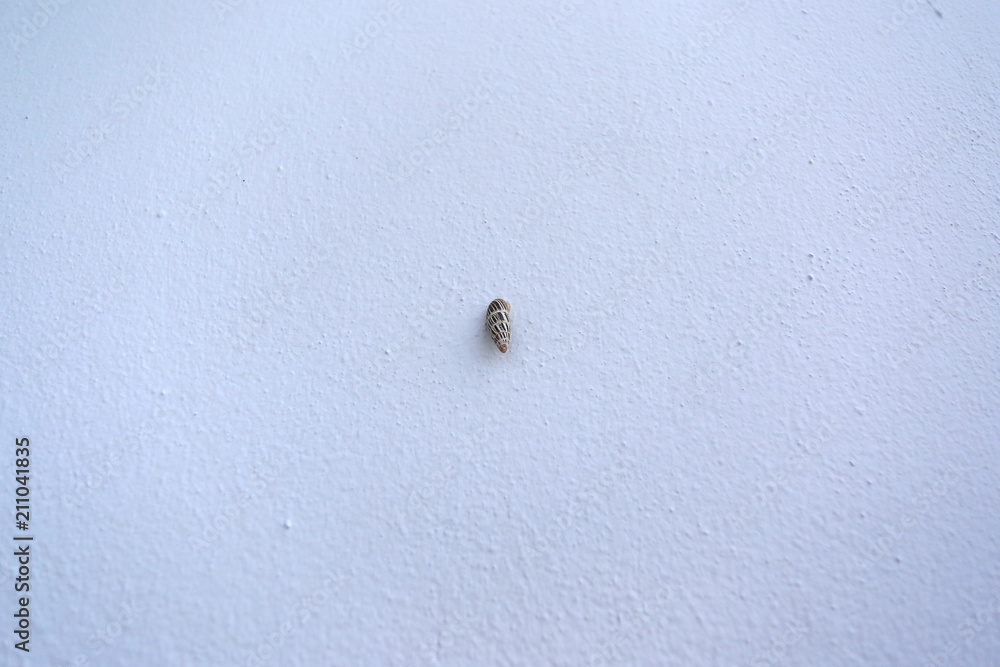 Snail on a white wall in Greece Snail on a white wall in Greece