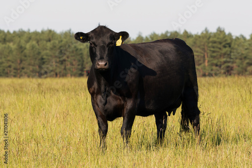 Cow breed Black Angus (Aberdeen Angus) on free pasture on a green meadow.