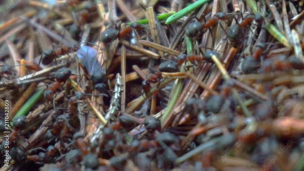 ants inside a nest, ants in a colony.close-up. ants inside a nest, ants in a colony.close-up.