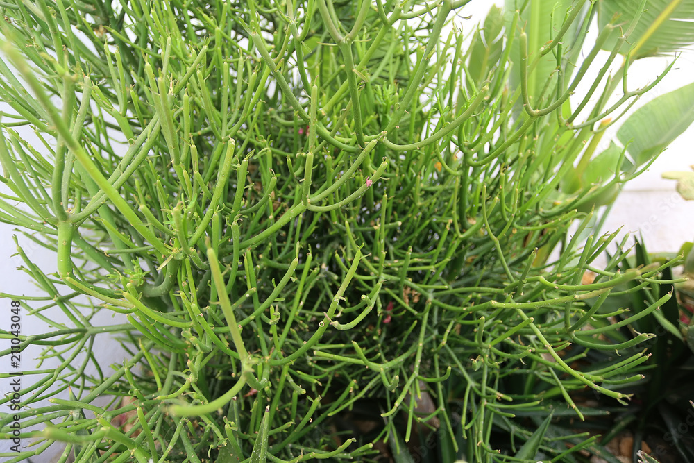 Obraz premium Rhipsalis