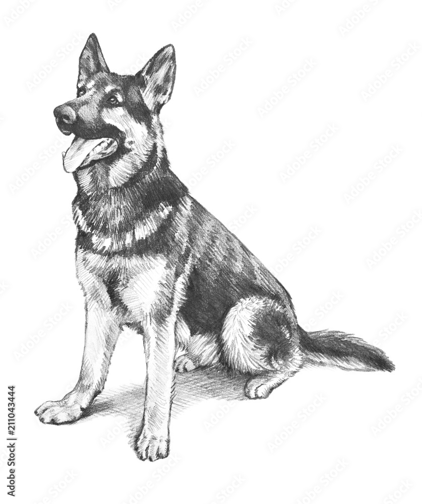 German shepherd dog in hand drawn animal or pet illustration, cute dog ...