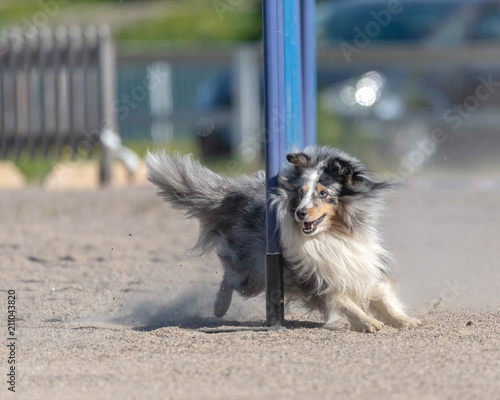 Obraz na plátně Shetland Sheepdog doing slalom in agility dog competition on a dusty sand field