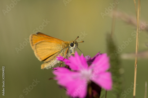 Schmetterling / Falter