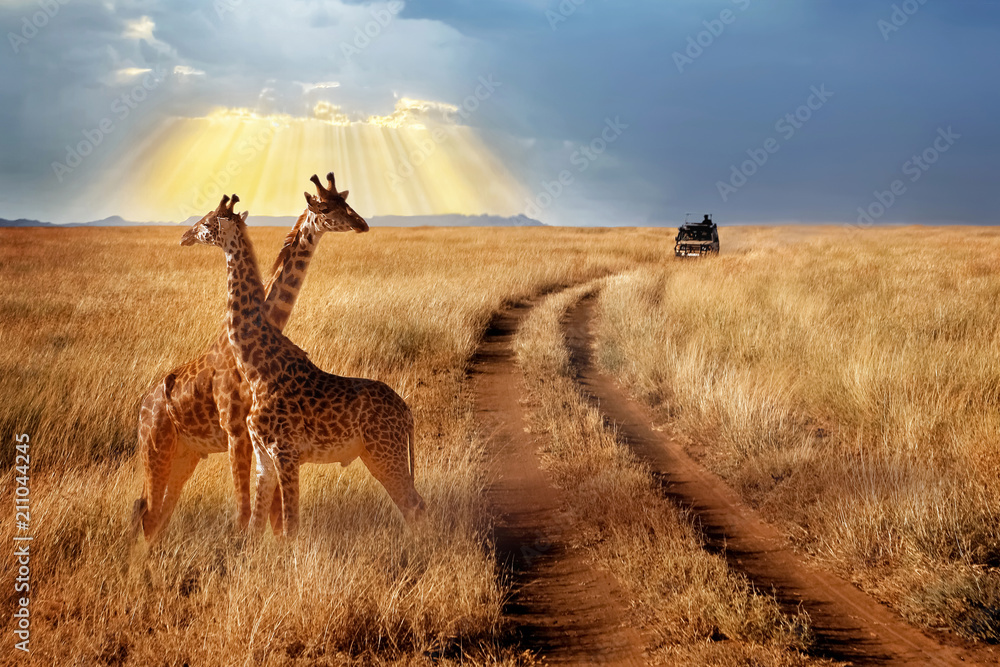 Naklejka premium Grupa żyraf w Parku Narodowym Serengeti na tle zachodu słońca z promieniami słońca. Afrykańskie safari. Piękne promienie światła na niebie.