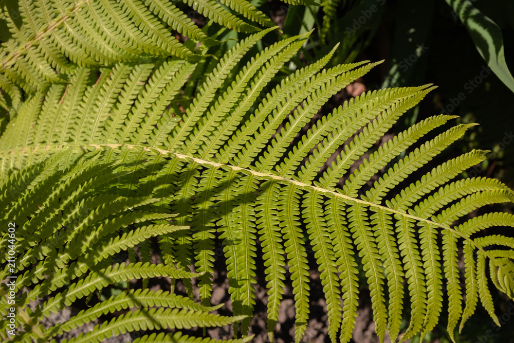 ostrich fern true Matteuccia struthiopteris common fern germanica ostrich fern true Matteuccia struthiopteris common fern germanica