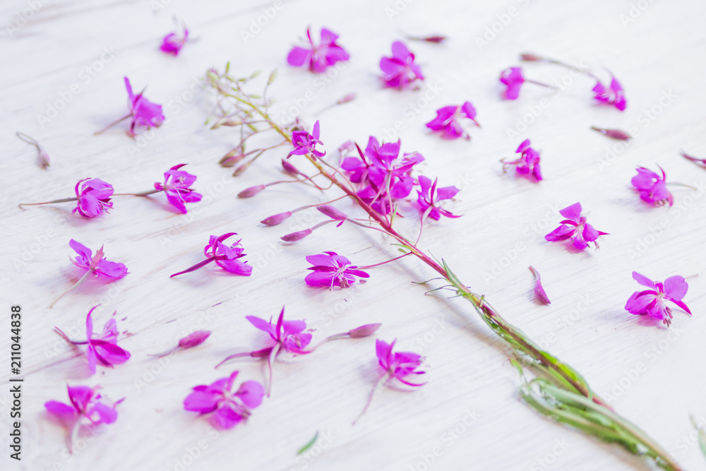 Fototapeta premium Chamaenerion flowers on white wooden background