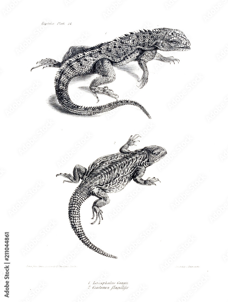 Naklejka premium Ilustracja zwierzęcia