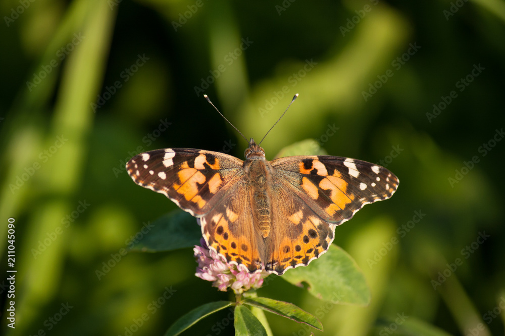 Schmetterling Kleiner Fuchs Schmetterling Kleiner Fuchs