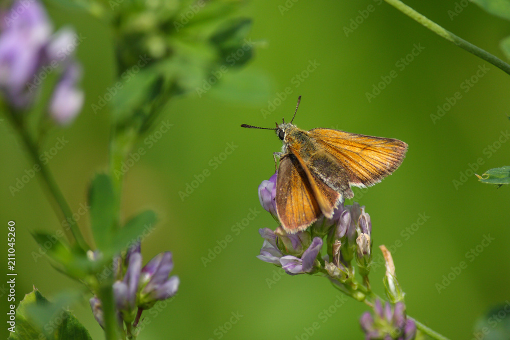 Orange-brauner Schmetterling auf Blüte Orange-brauner Schmetterling auf Blüte