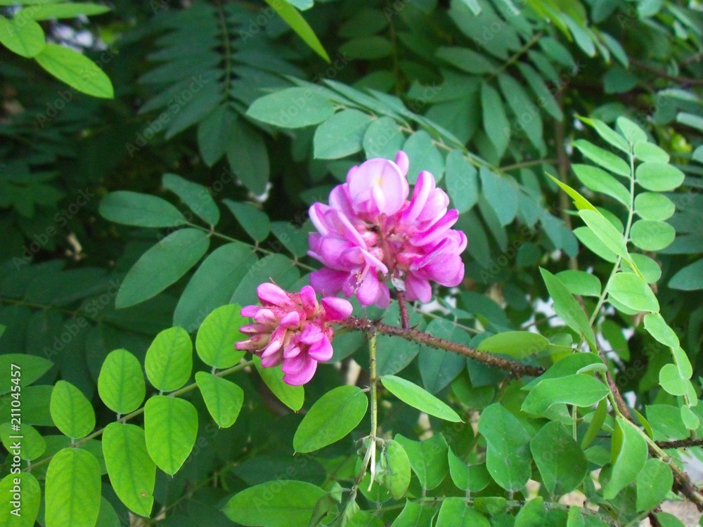 Flower Flower