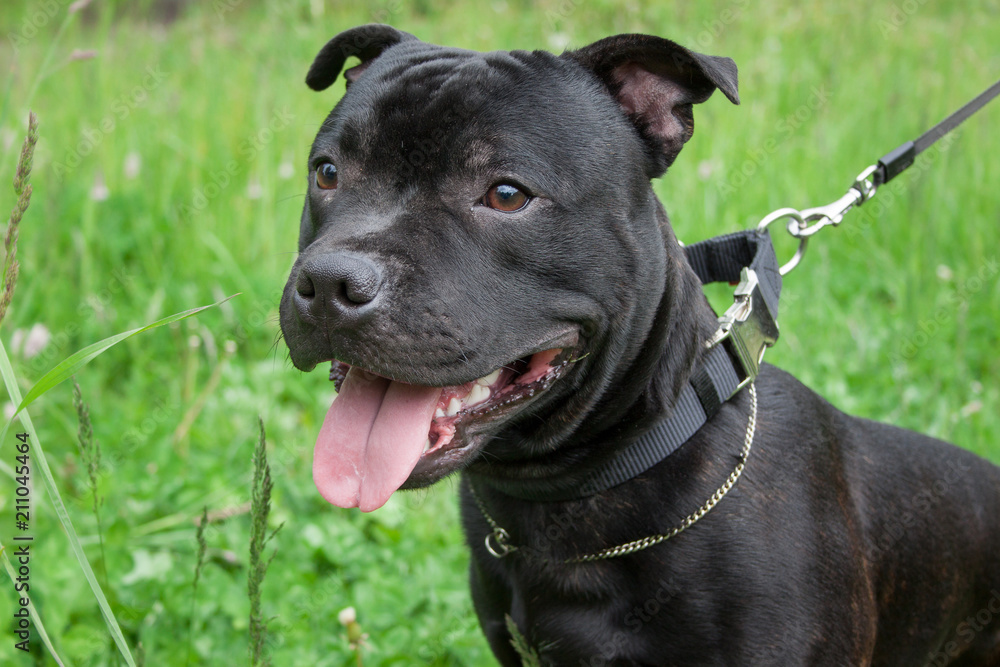 Staffordshire bull terrier puppy in a dog collar.