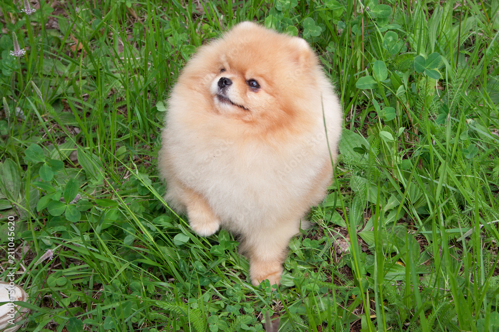 Deutscher hot sale spitz pomeranian