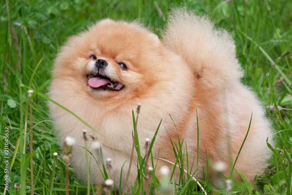 Cute pomeranian spitz puppy is standing on a green grass. Deutscher spitz or zwergspitz.