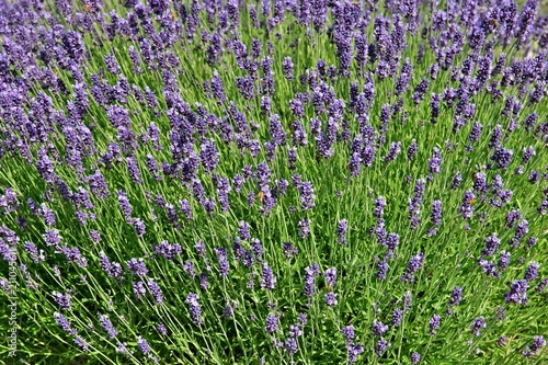 Bunch of purple lavender