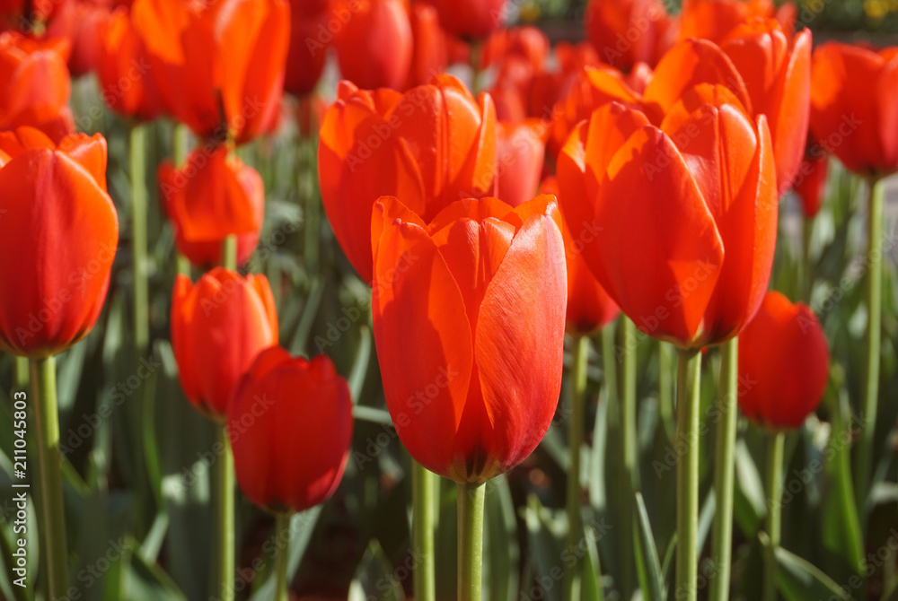 closed-up a beautiful field of red tulip in the garden closed-up a beautiful field of red tulip in the garden