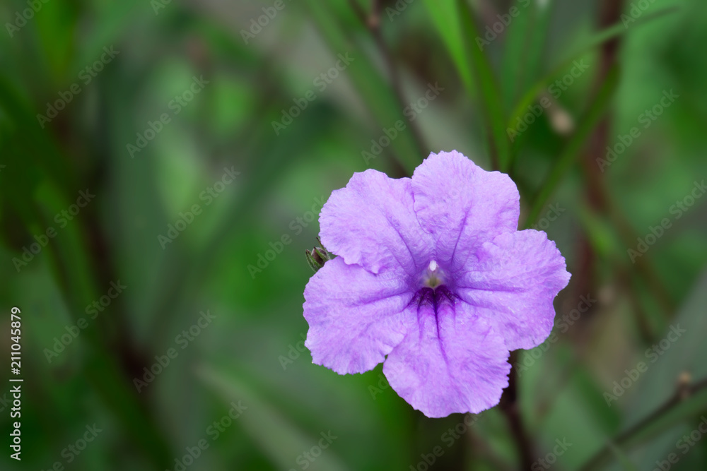 Close-up of Purple Ruellia tuberosa flower blooming in the garden. selective focus with blurred background Close-up of Purple Ruellia tuberosa flower blooming in the garden. selective focus with blurred background