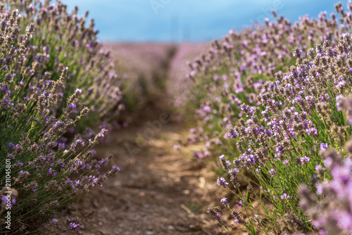 Blooming lavender in a field at sunset.