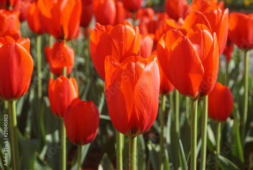 closed-up a beautiful field of red tulip in the garden