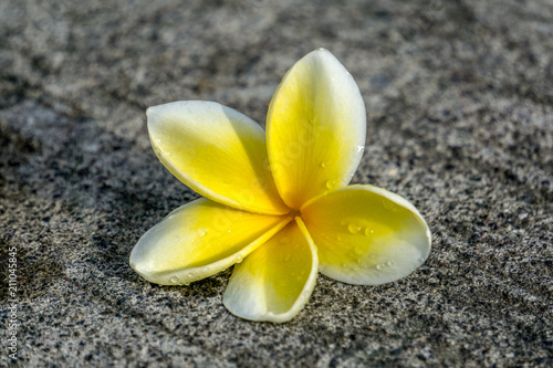 Close-up single white plumeria flower on concrete road texture and selective focus