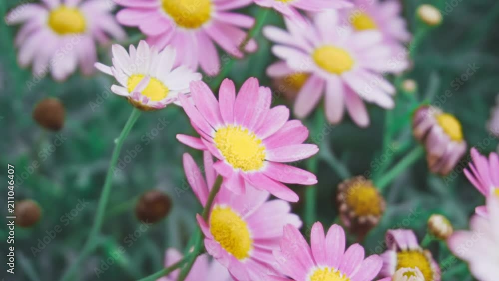 Beautiful cosmos flowers on the flowerbed. Close up Beautiful cosmos flowers on the flowerbed. Close up