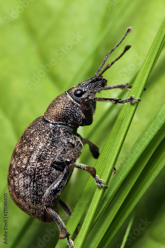 Beetle weevil runs on  a blade of grass.

