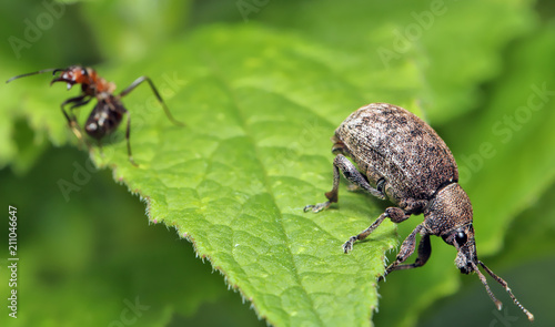 Red ant has climbed onto the back of the weevil beetle, bites it and banishes it from the green leaf .

