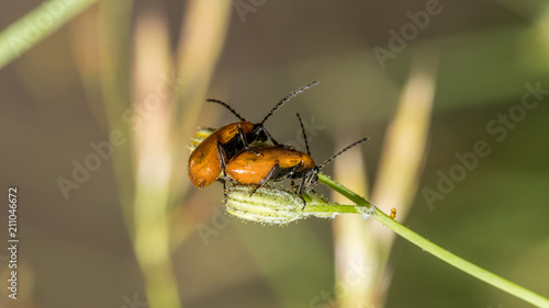 Käfer bei der Paarung