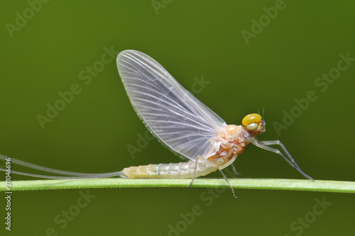 Macro of a small  mayfly resting on a blade of grass. 
