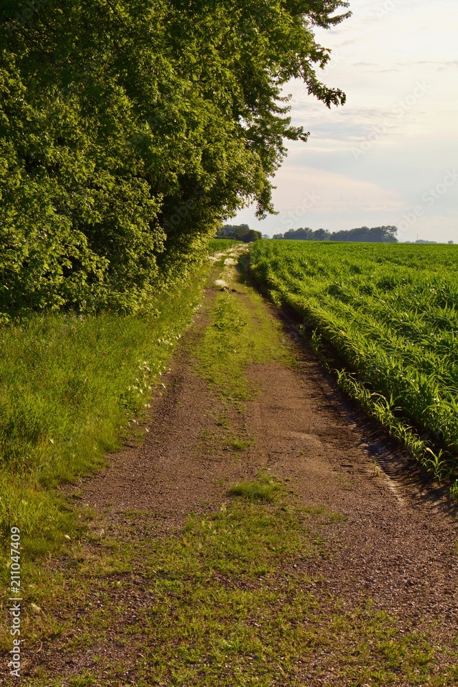 Obraz premium Farm Lane