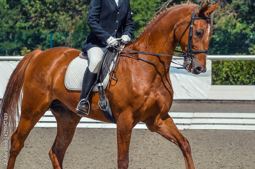 Dressage horse and rider. Sorrel horse portrait during equestrian sport competition. Advanced dressage test. Copy space for your text.