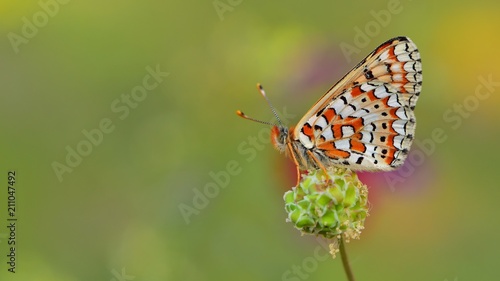 Euphydryas orientalis 125