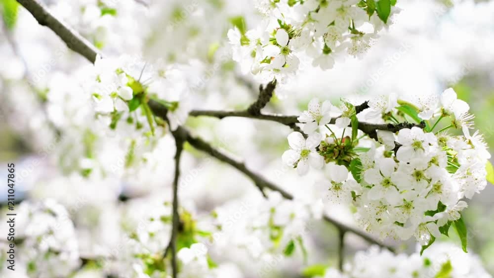 Close up branches of cherry with white blossom Close up branches of cherry with white blossom