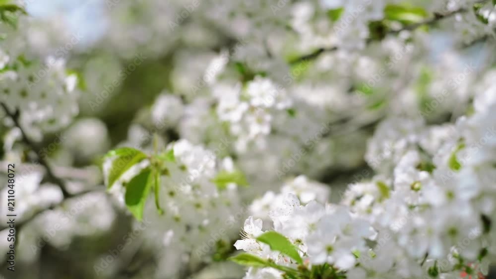 Close up branches of cherry with white blossom Close up branches of cherry with white blossom