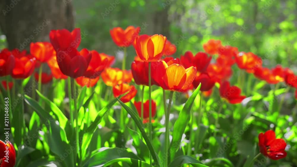 Red tulips sway on wind on green background Red tulips sway on wind on green background